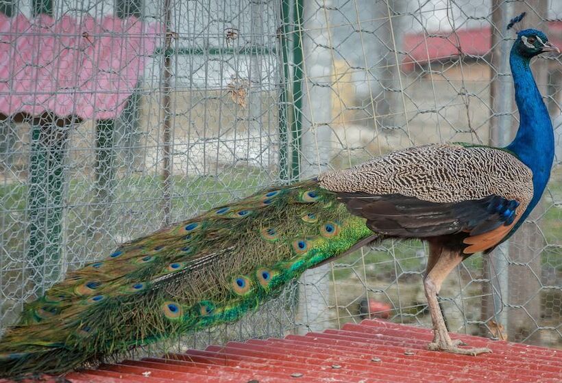 Отель Lotos Mountain Resort