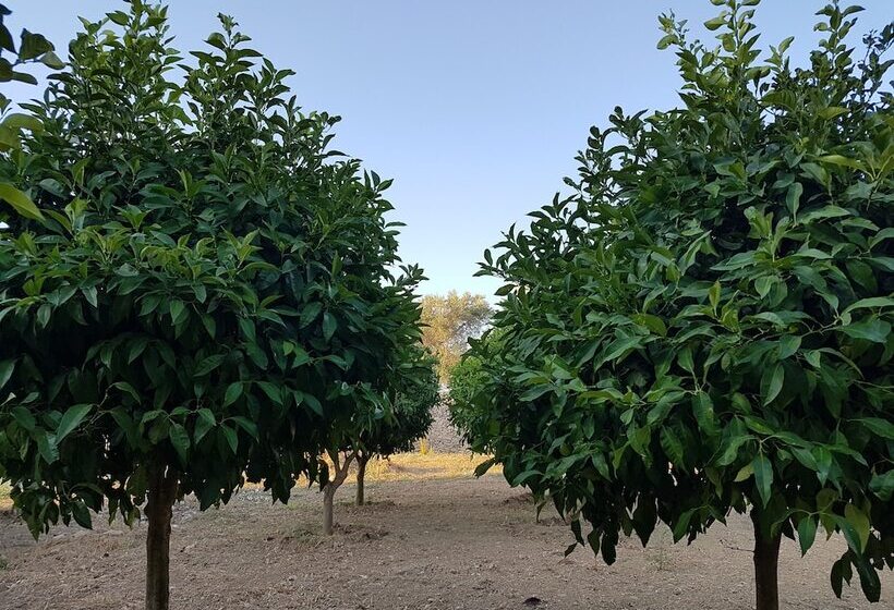 هتل Antica Masseria Torre Mozza