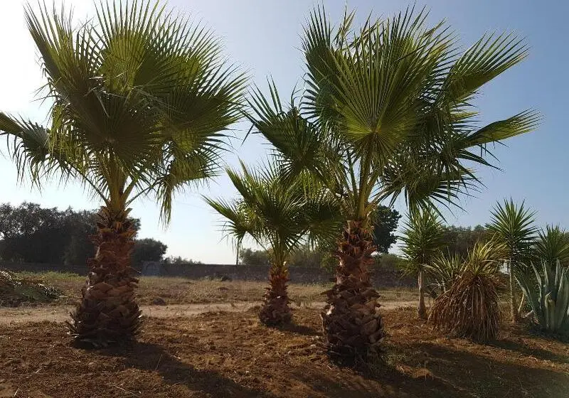 ホテル Antica Masseria Torre Mozza