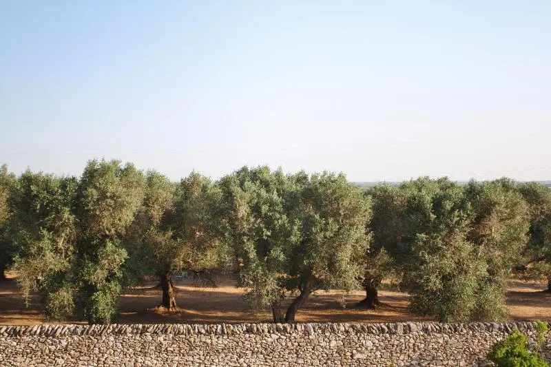 ホテル Antica Masseria Torre Mozza