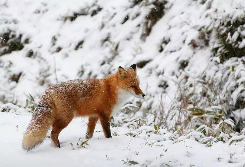 Hotelli Shiretoko Village