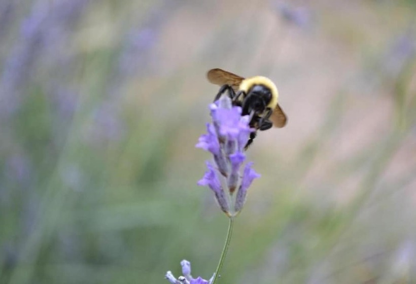 Hotel Mendoza Sol Y Nieve
