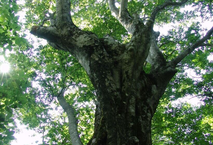 فندق Daisen Shirogane