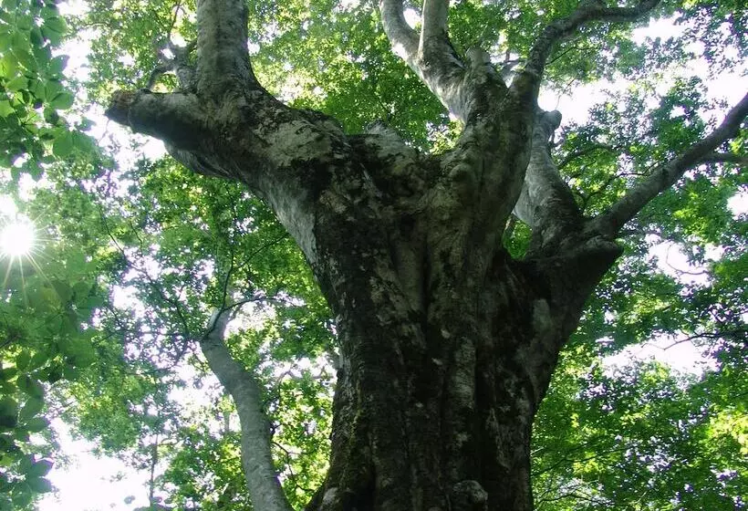 ホテル Daisen Shirogane