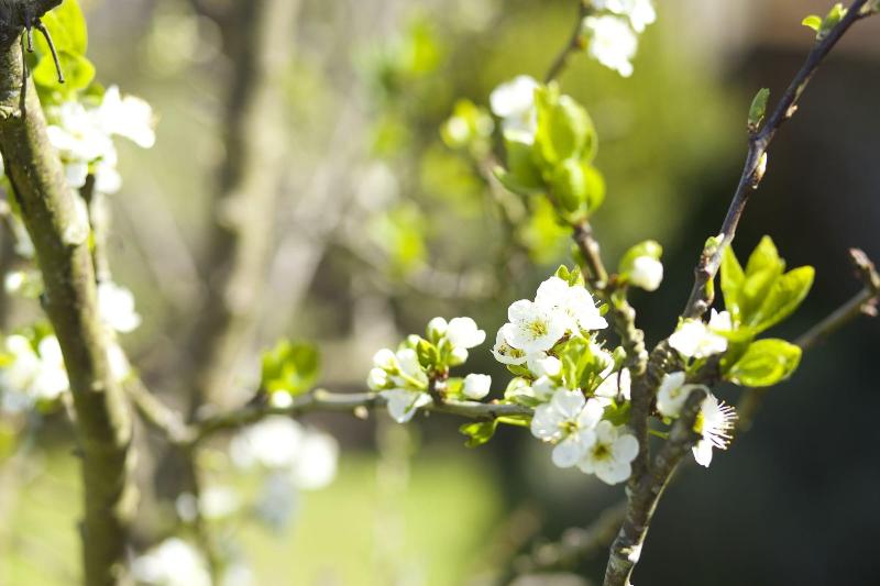 فندق The Royal Oak Inn