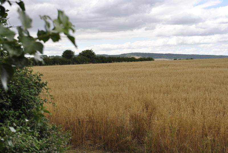 فندق The Royal Oak Inn