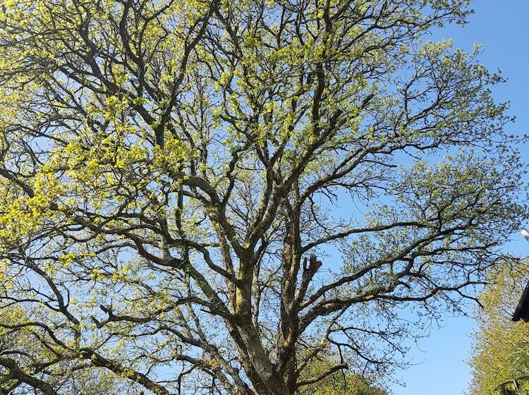 פנסיון Meadow Oak Accommodation