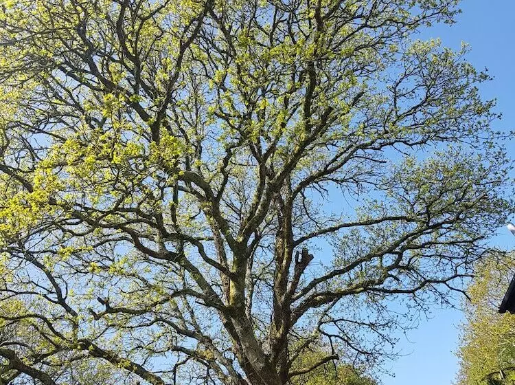 پانسیون Meadow Oak Accommodation