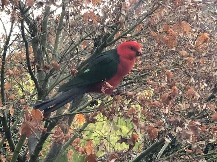 צימר The Studio Yarra Valley