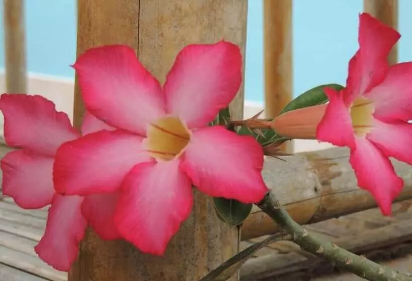 Hotelli Village Garden Bungalows Kho Mook