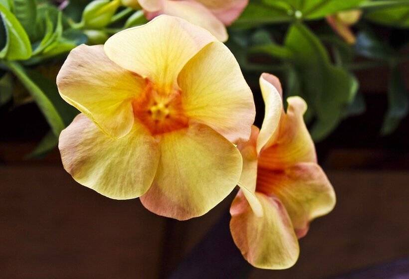 پانسیون Takamaka Green Village