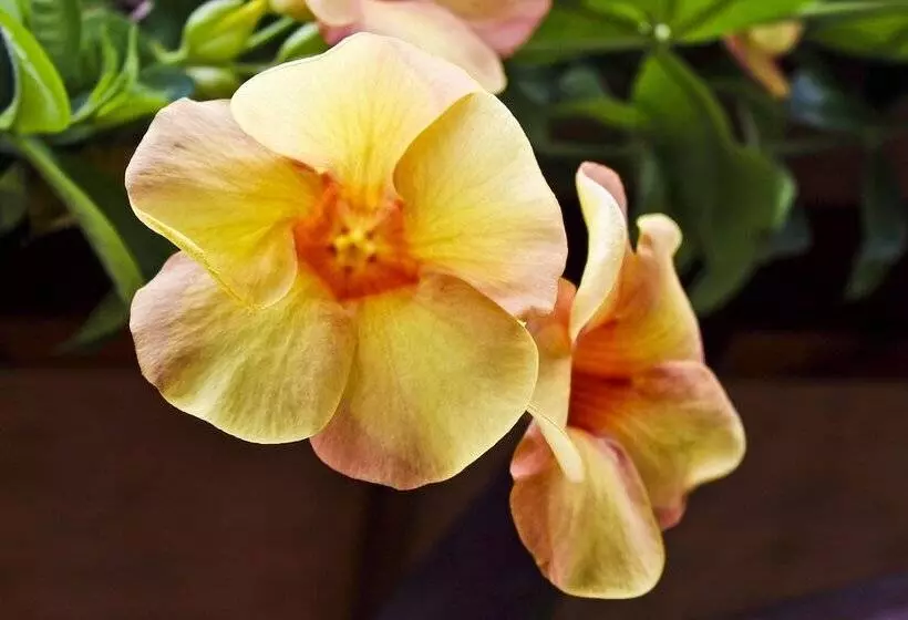 پانسیون Takamaka Green Village