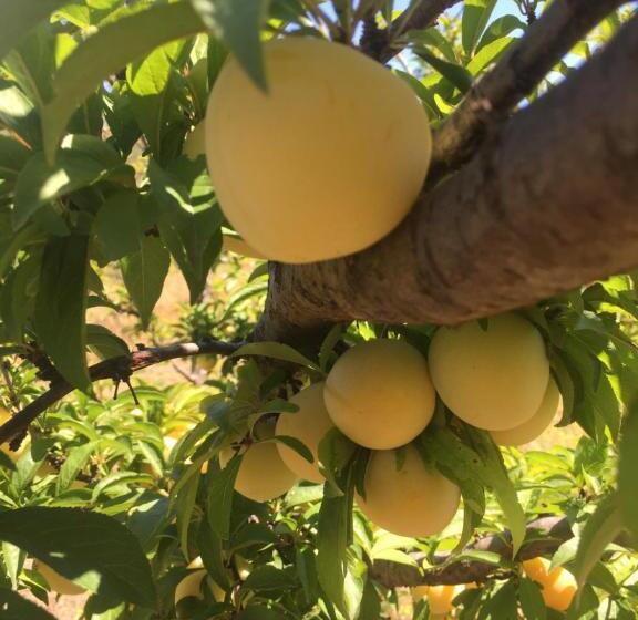 צימר Relais Benemari