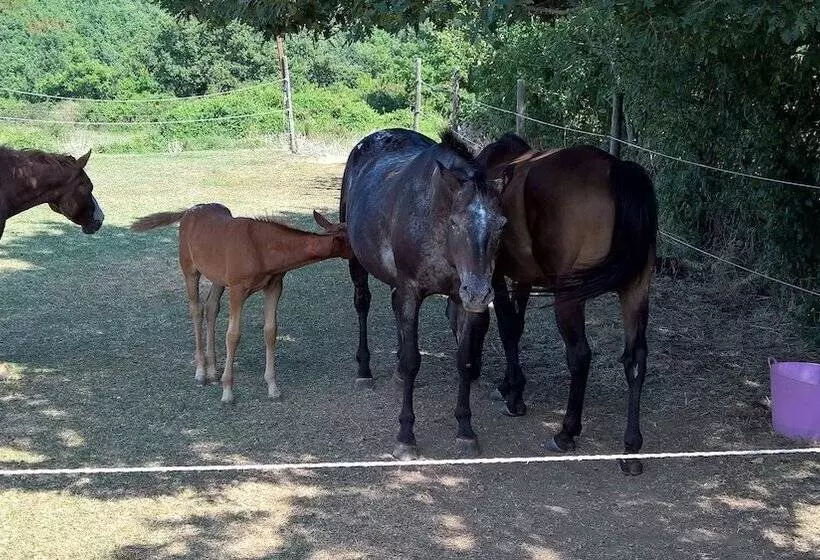ホテル Il Borgo Del Lupo