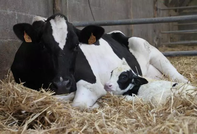 ペンション Chambres D Hôtes  Moulin Du Couedic