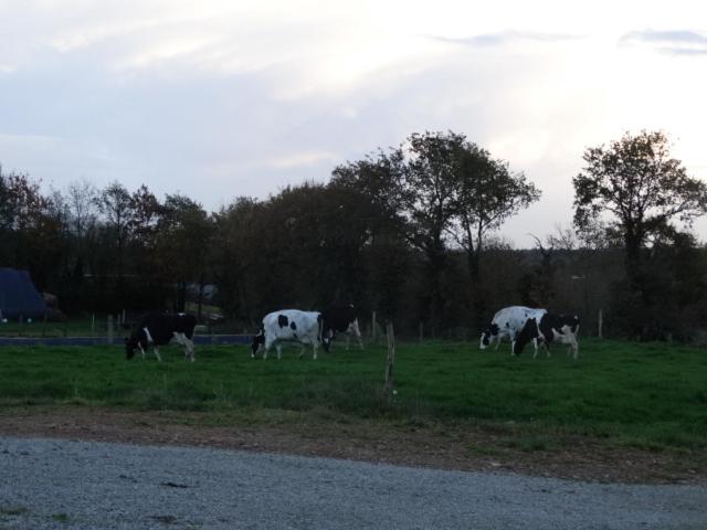 بنسيون Chambres D Hôtes Moulin Du Couedic