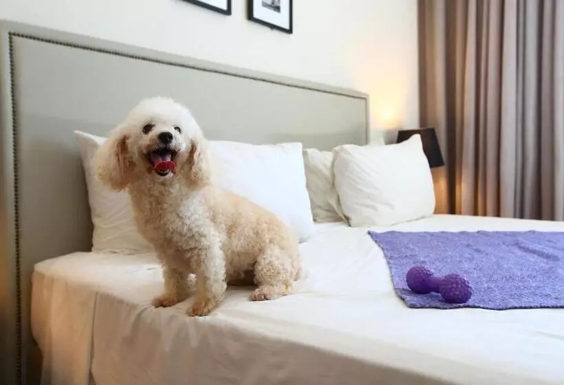 ホテル Transamerica Executive Campos Dos Goytacazes