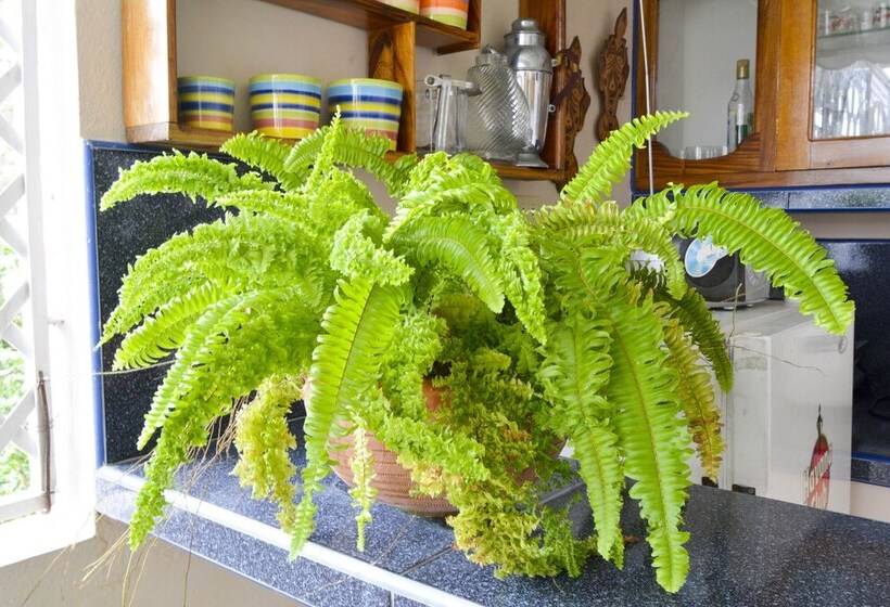 مسافرخانه B&b Perla