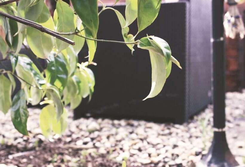 Bed and Breakfast Beaufort House Accomodation