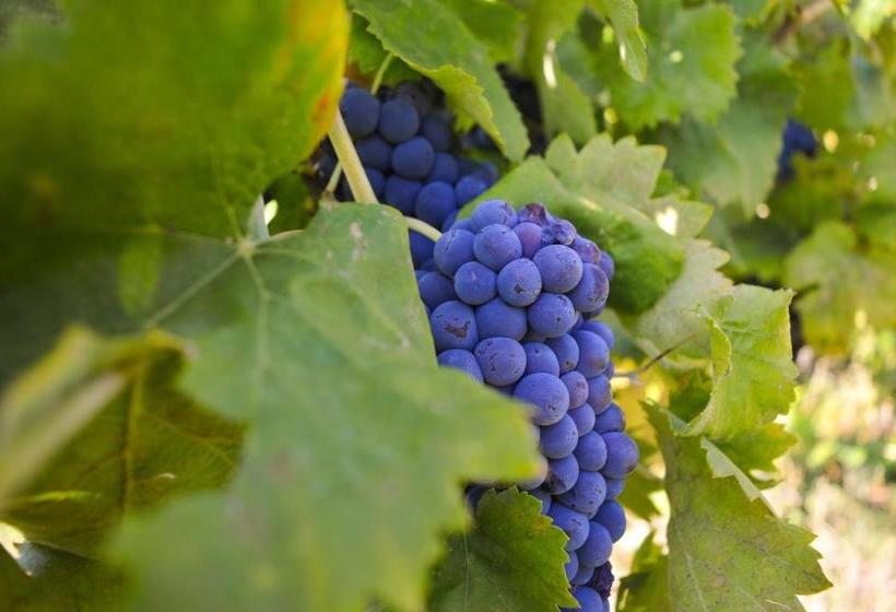 호텔 Cardinal Girolamo