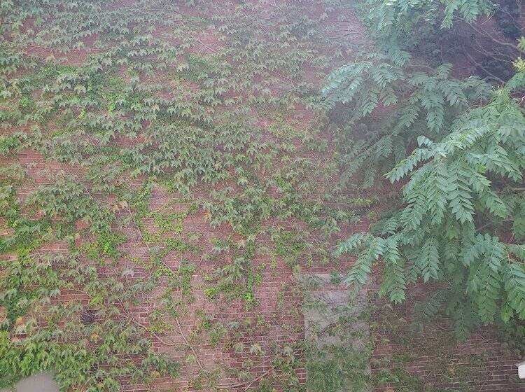 פנסיון The Windsor Inn