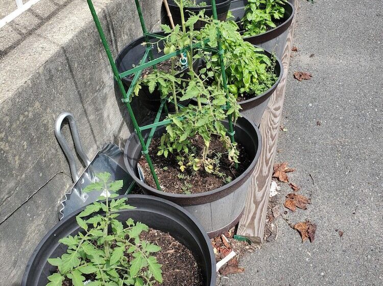 פנסיון The Windsor Inn