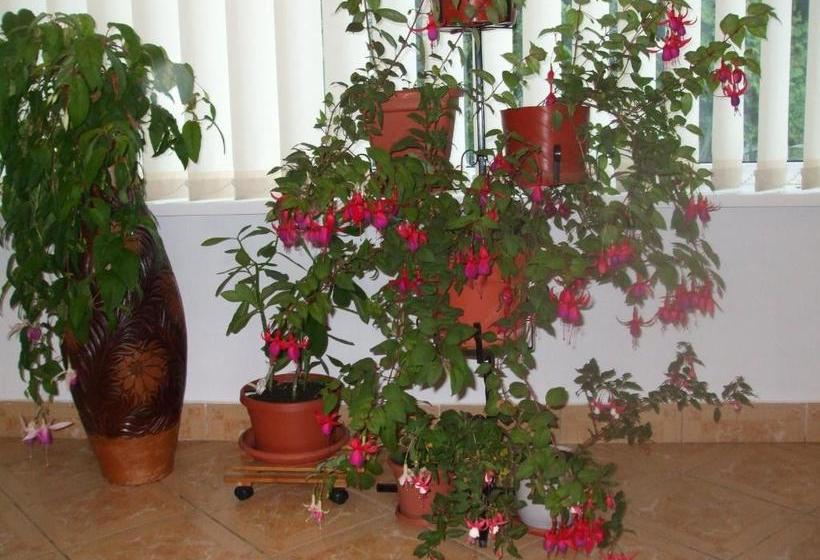 פנסיון Vila Ana Maria