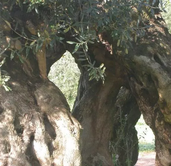 ホテル Agriturismo Francesca Stajano