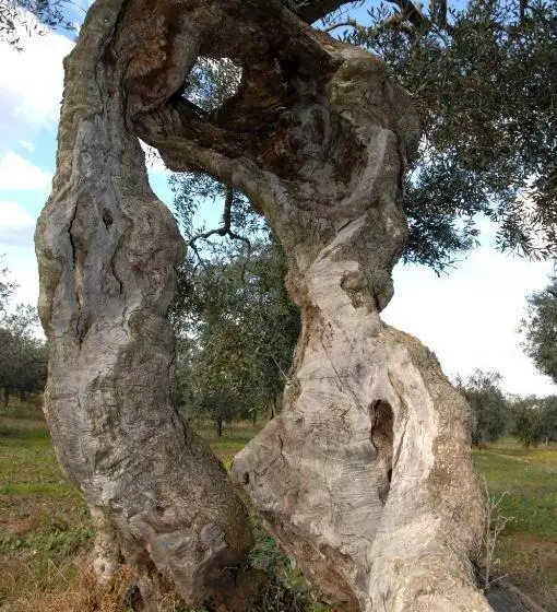 ホテル Agriturismo Francesca Stajano