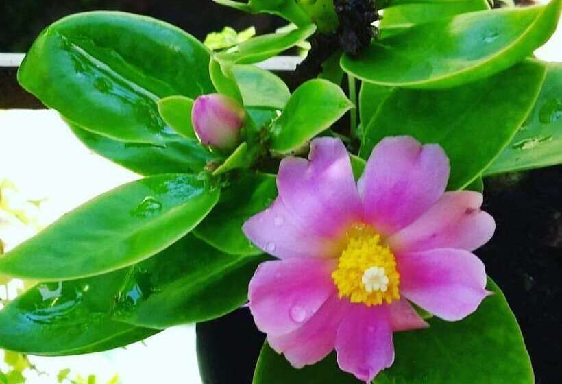 Pensão Pousada Nainas