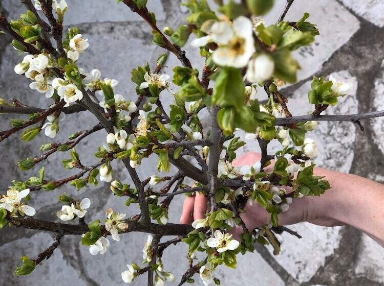 Vandrarhemmet Birkagatan 8