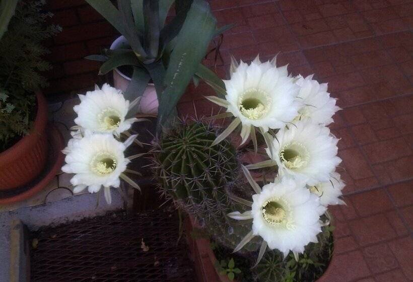 پانسیون B&b Casa Mica Guesthouse