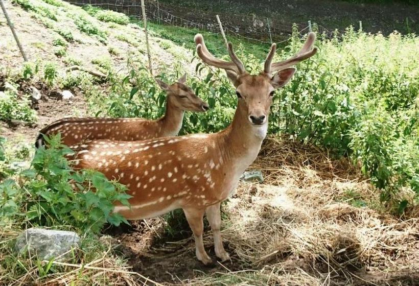 بنسيون Gasthaus Goglhof