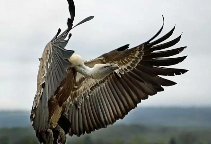 پانسیون Observatorio De Aves Mas De Bunyol