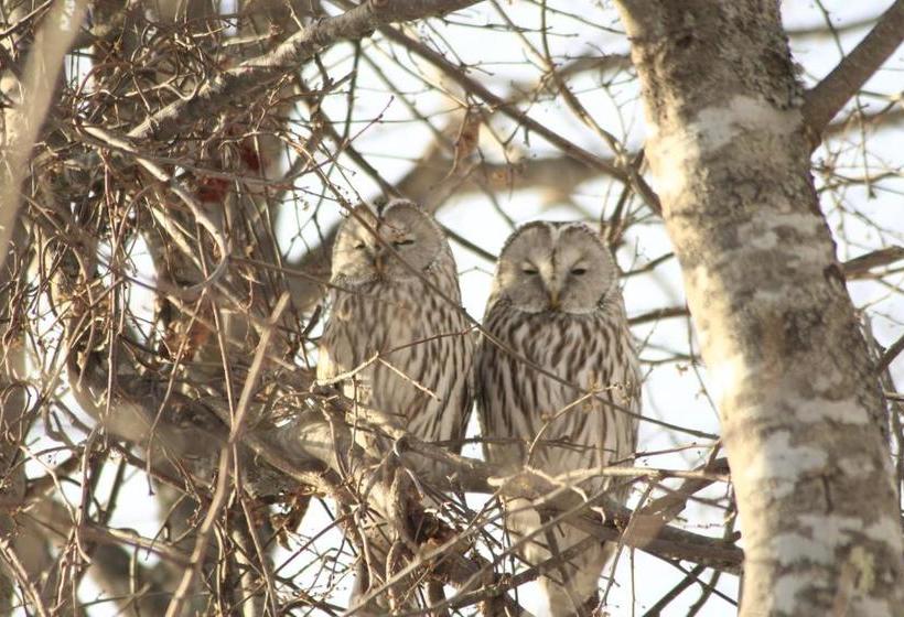 بنسيون Traveler S Inn Asanebo