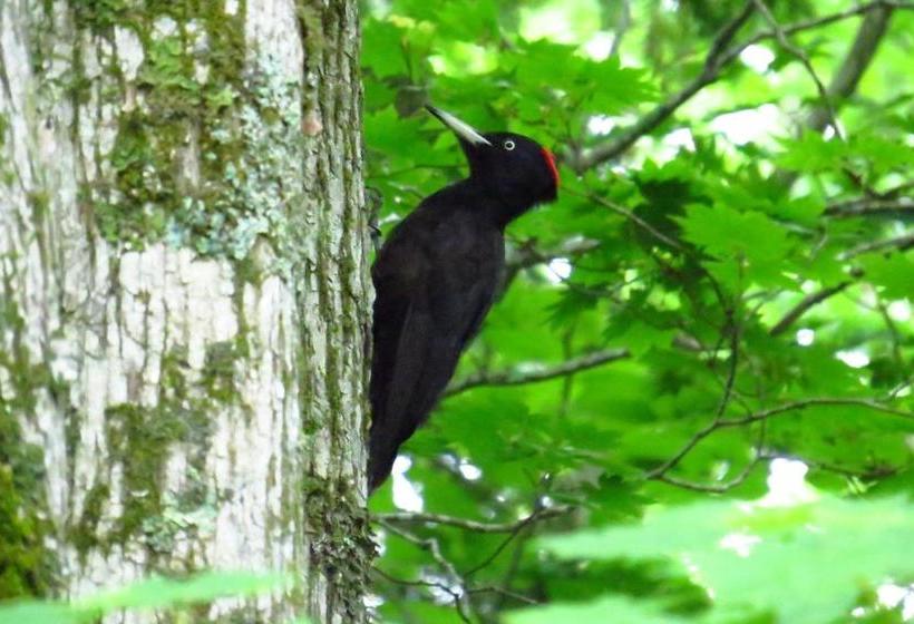 بنسيون Traveler S Inn Asanebo