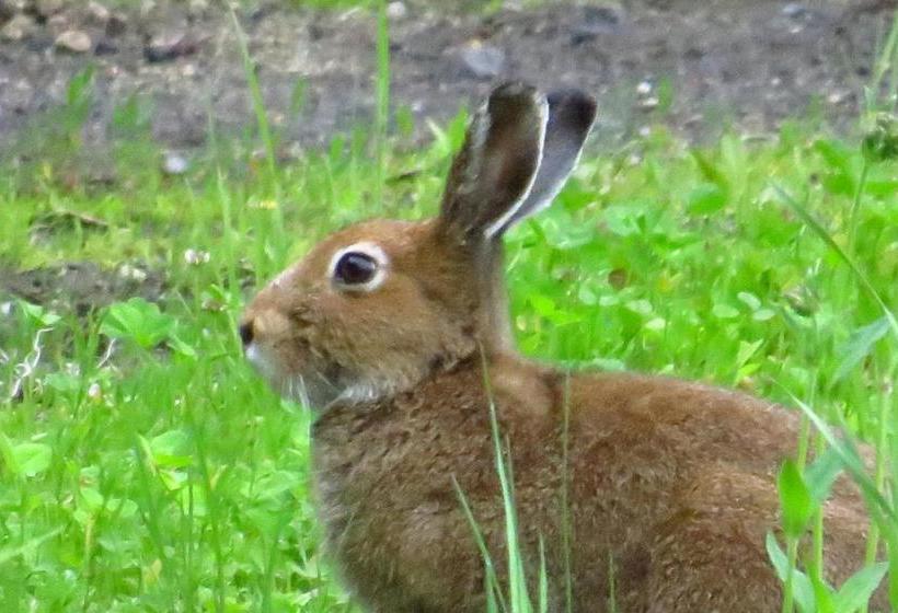 بنسيون Traveler S Inn Asanebo