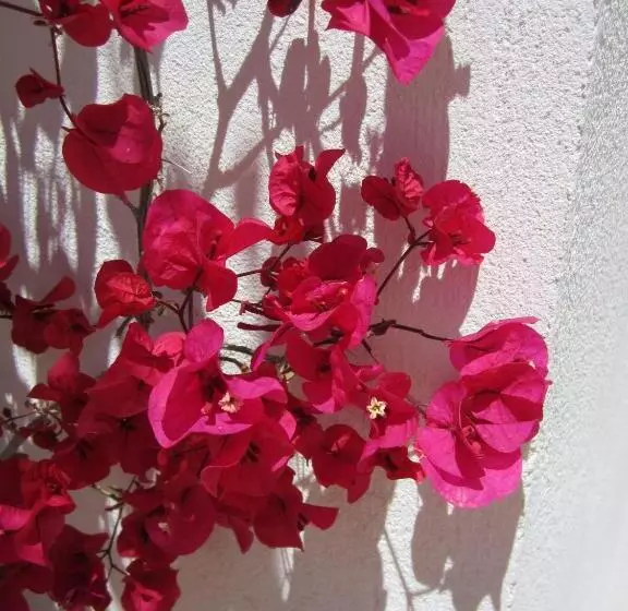 ペンション Boutique Hotel El Olivar