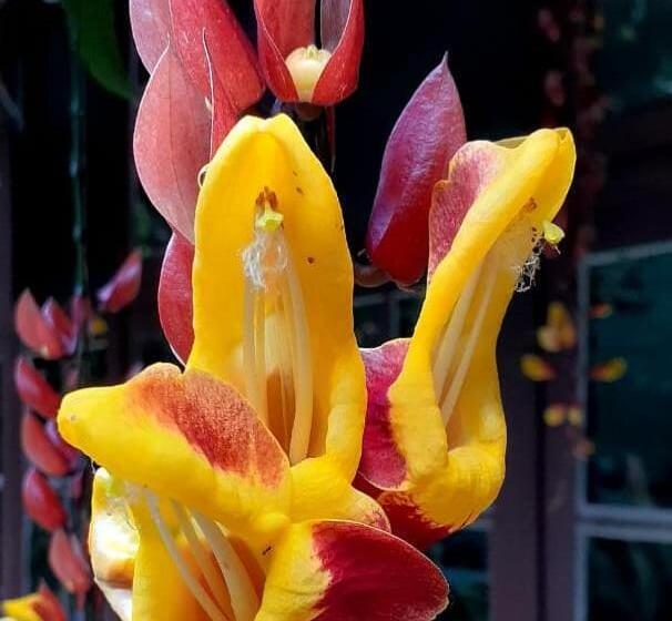 Pension Pousada Recanto Dos Tangaras