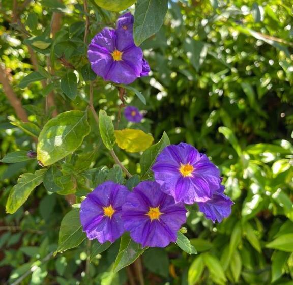 پانسیون Il Marlo Suite & Breakfast