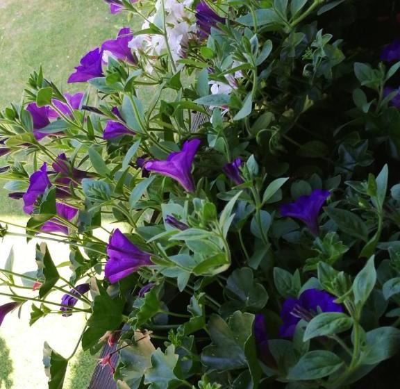 Gästepension Wiesenheim