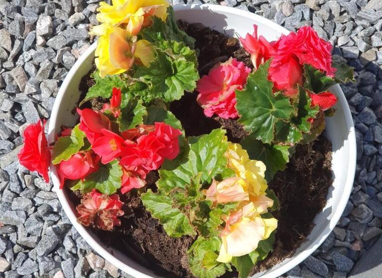 Пансион Avalon