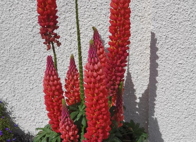 Пансион Avalon