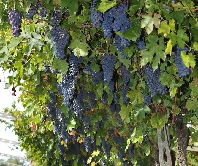 هتل Agriturismo La Rocca