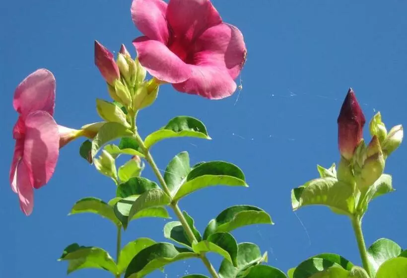 پانسیون Kudehya Guesthouse