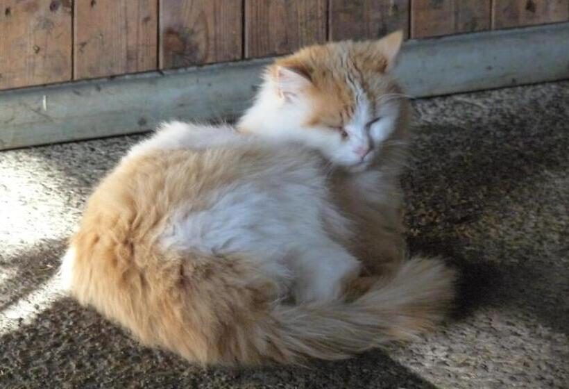 בית מלון כפרי Urlaub Am Bauernhof Rothof