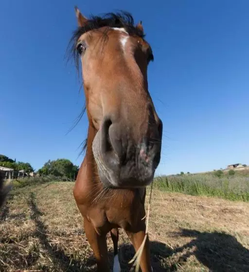 Hotelli Agriturismo Casa Caponetti