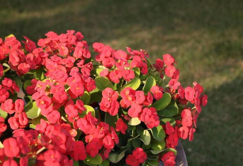 Pensão Pousada Lagunas