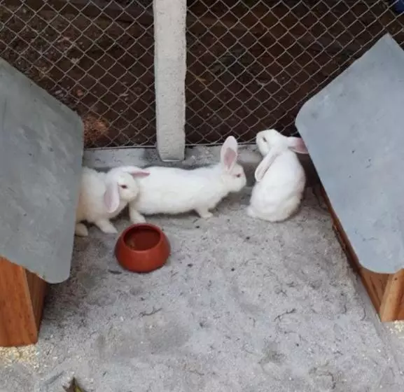 ペンション Camping E Pousada Paiol