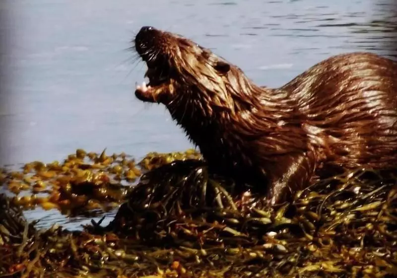 ペンション Melfort House